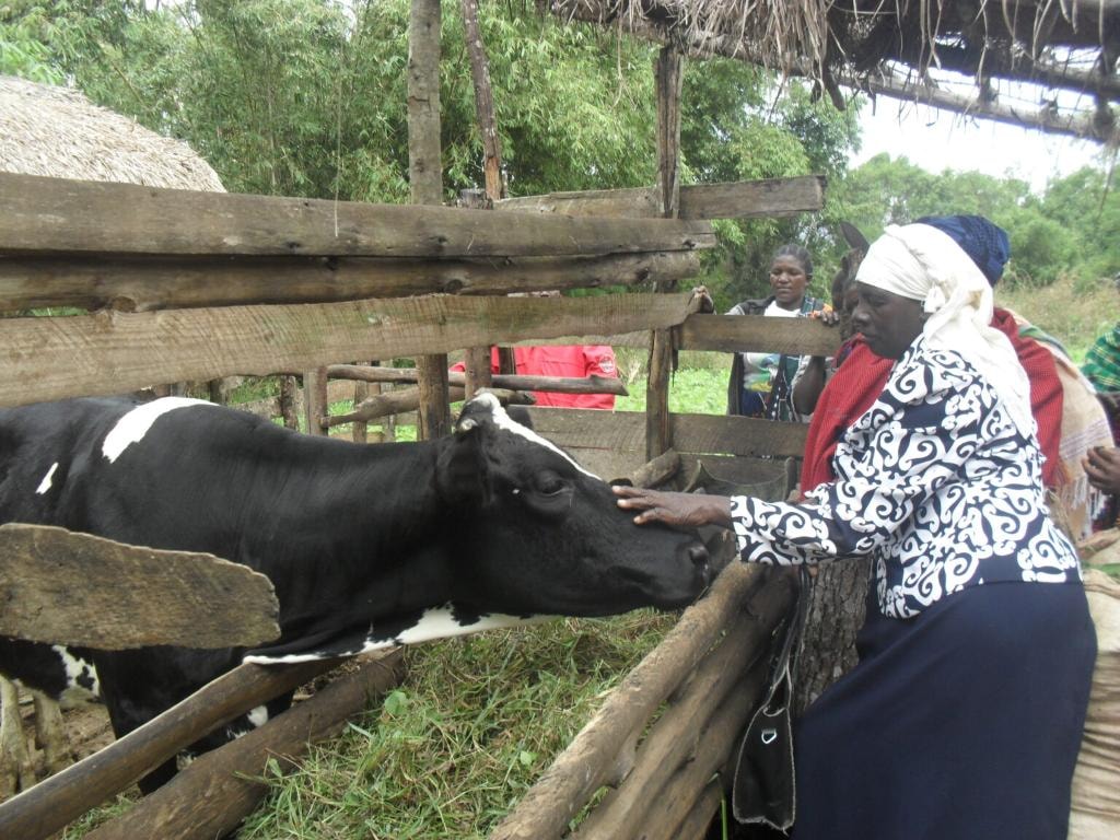 A cow in a wooden pen provided through the Kuza Project in Njombe