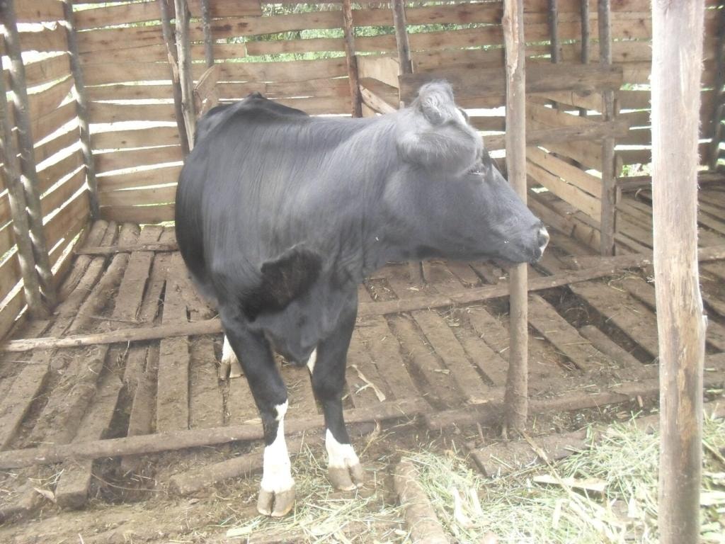 An elderly woman beneficiary standing with her cow at the fence of her homestead
