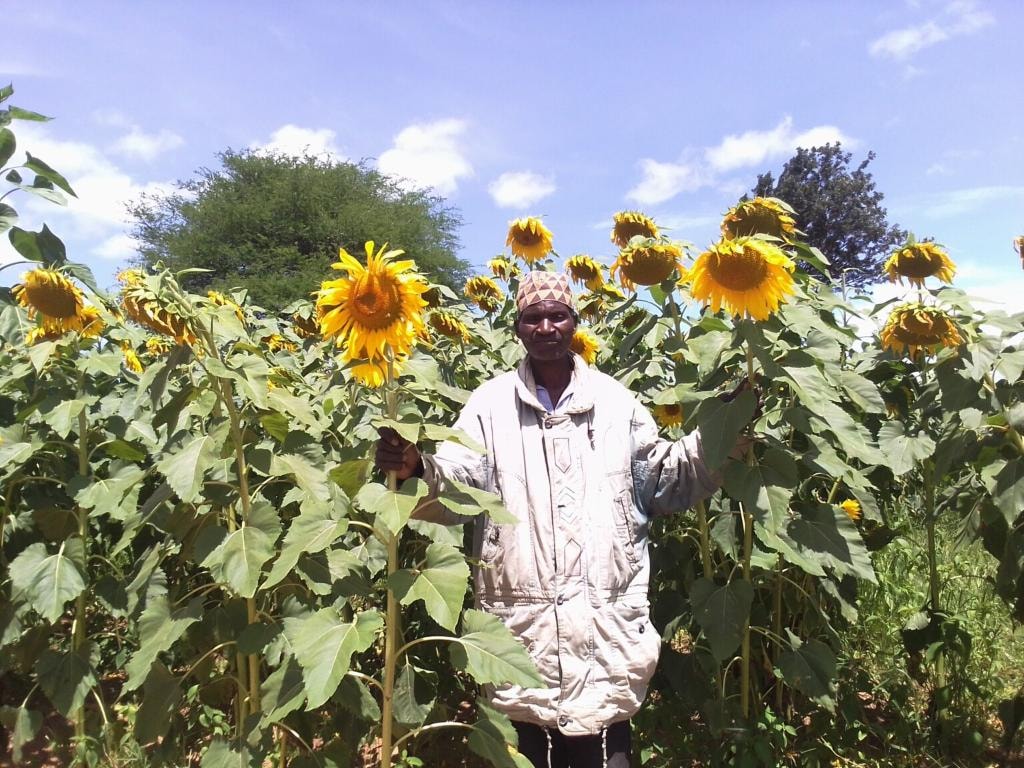A Kuza Project beneficiary standing in his sunflower field in Njombe