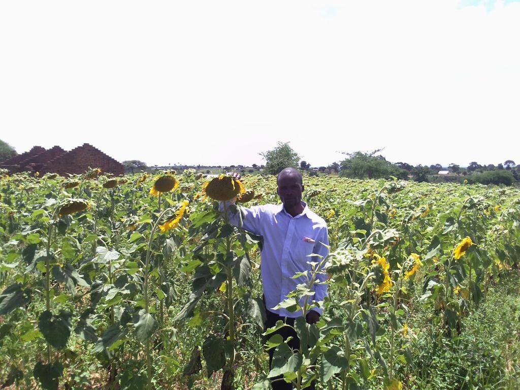 A Kuza Project beneficiary surrounded by tall, harvest-ready sunflowers in Njombe